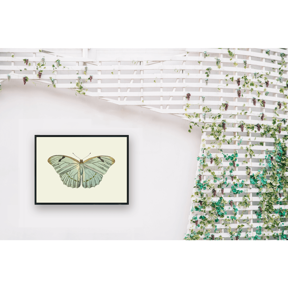 Mariposa