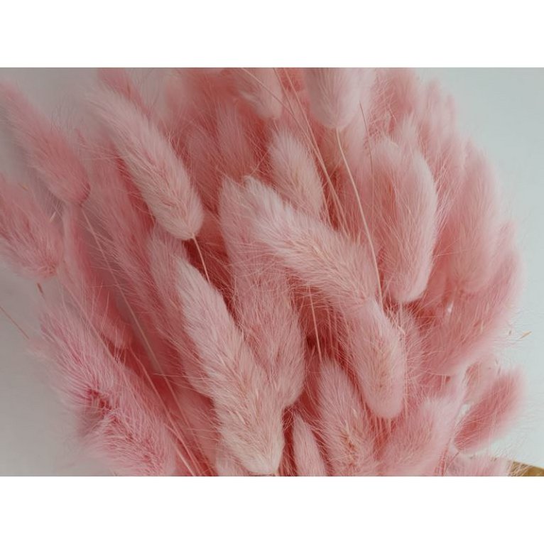 Lagurus Dalio rose tendre 100 g