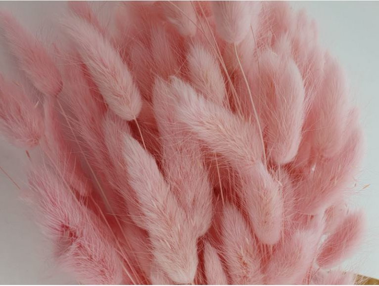 Lagurus Dalio rose tendre 100 g