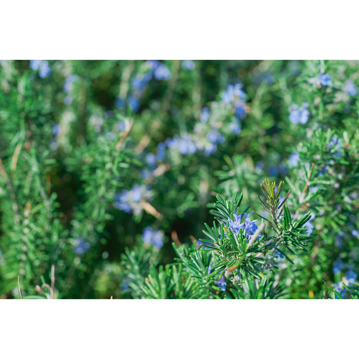 Organic Certified Solid Soap - Lavender & Rosemary with Lavender flowers 90g