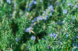 Organic Certified Solid Soap - Lavender & Rosemary with Lavender flowers 90g
