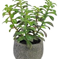 Art Vetplant in Sierpot 25 cm