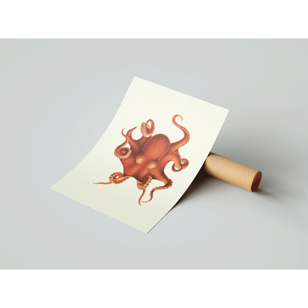 Octopus