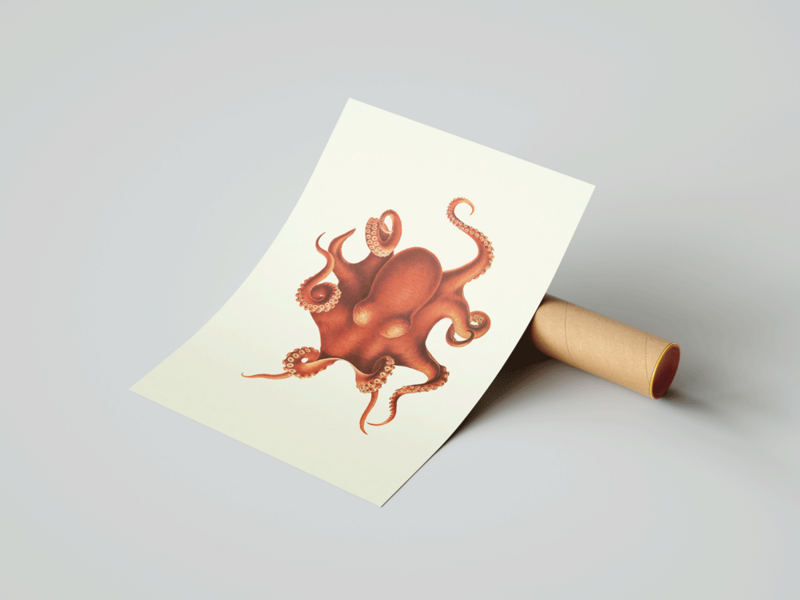 Pulpo