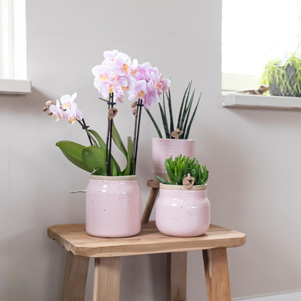 Kolibri Orchideen – Überraschungsbox-Mix – Pflanzen-Rabattbox – Überraschungsbox mit 4 verschiedenen Orchideen – frisch vom Züchter