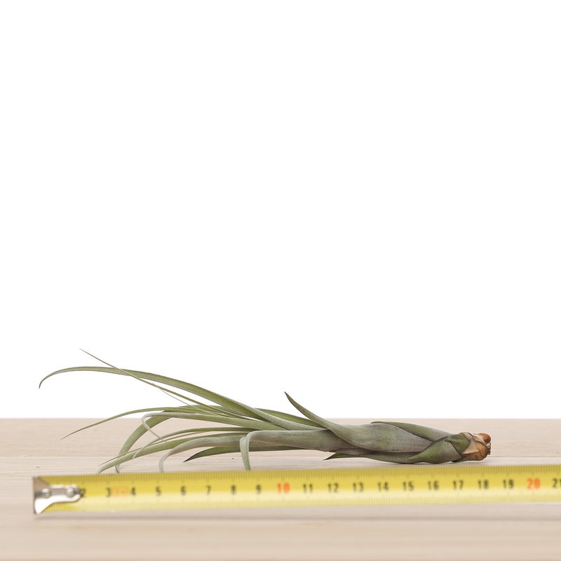 Tillandsia balbisiana