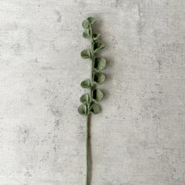 Tak Eucalyptus