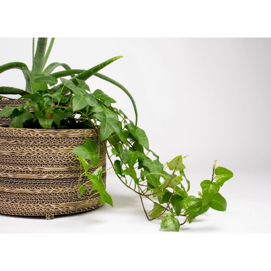Cache-pot et cache-pot en carton - Roos