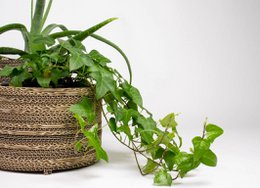 Cardboard Flowerpot and Plant Pot - Roos