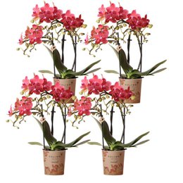  Four potted orchid plants with vibrant pink flowers. The orchids have long stems and green leaves, and are displayed in brown pots.