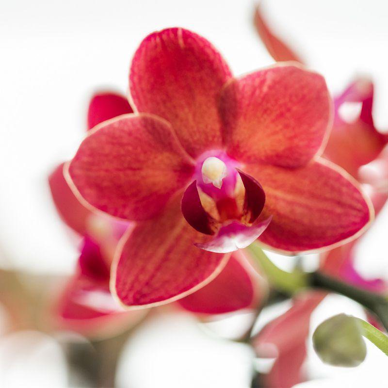 Orquídeas Colibr | Red Phalaenopsis Orchid - Congo + Gummy Pot Trattine - Medida de maceta Ø9cm | Planta de sala de flores en maceta de flores: fresco del productor