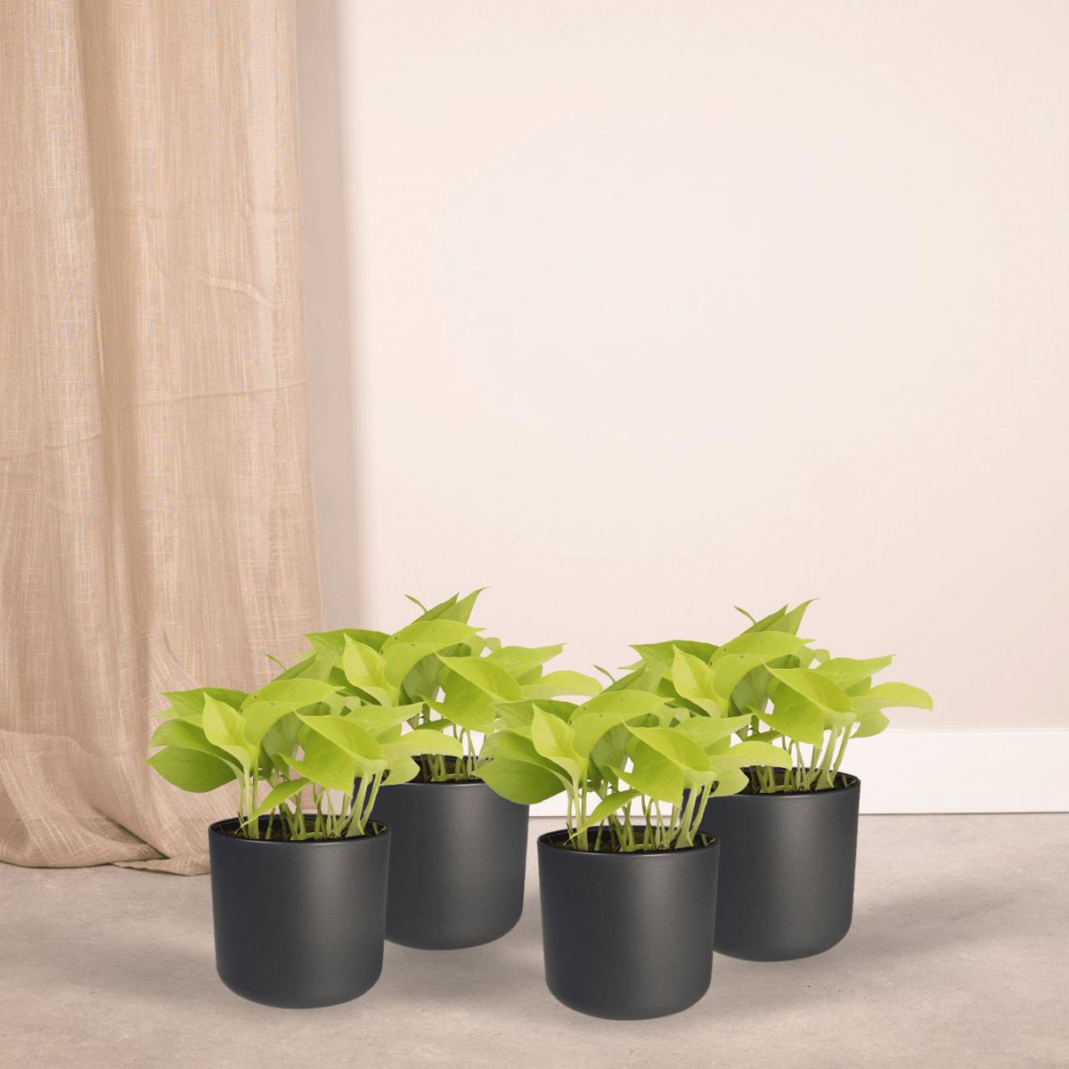 Epipremnum Golden Pothos - 4 pieces - ø12cm - ↕15cm