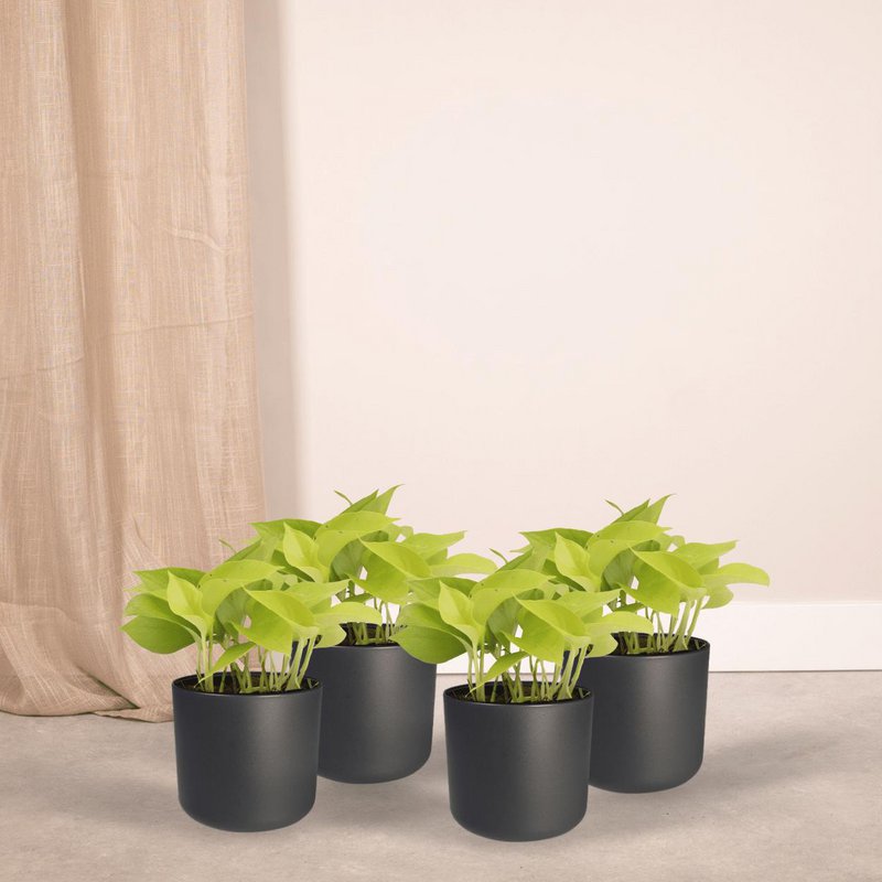 Epipremnum Golden Pothos - 4 pieces - ø12cm - ↕15cm