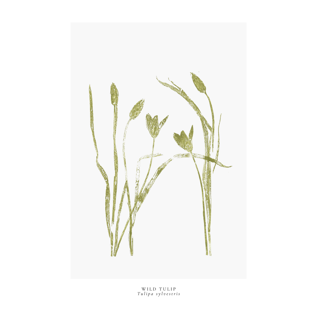 a year in bloom. Set of 12 handprinted floral postcards.