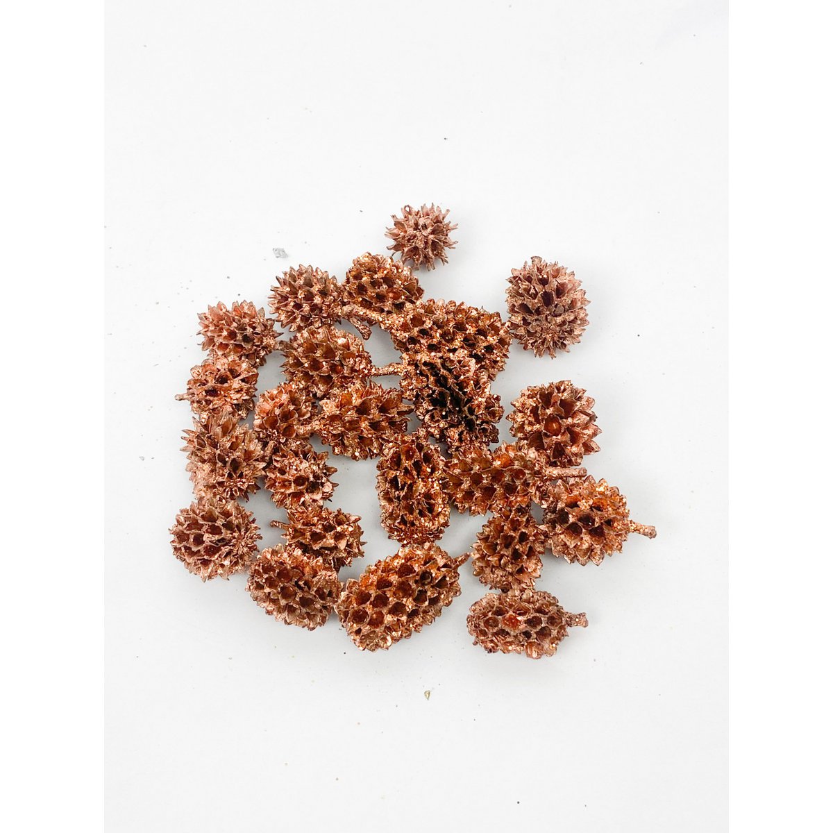 Dried Copper Catkins Birch