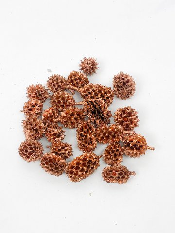 Dried Copper Catkins Birch