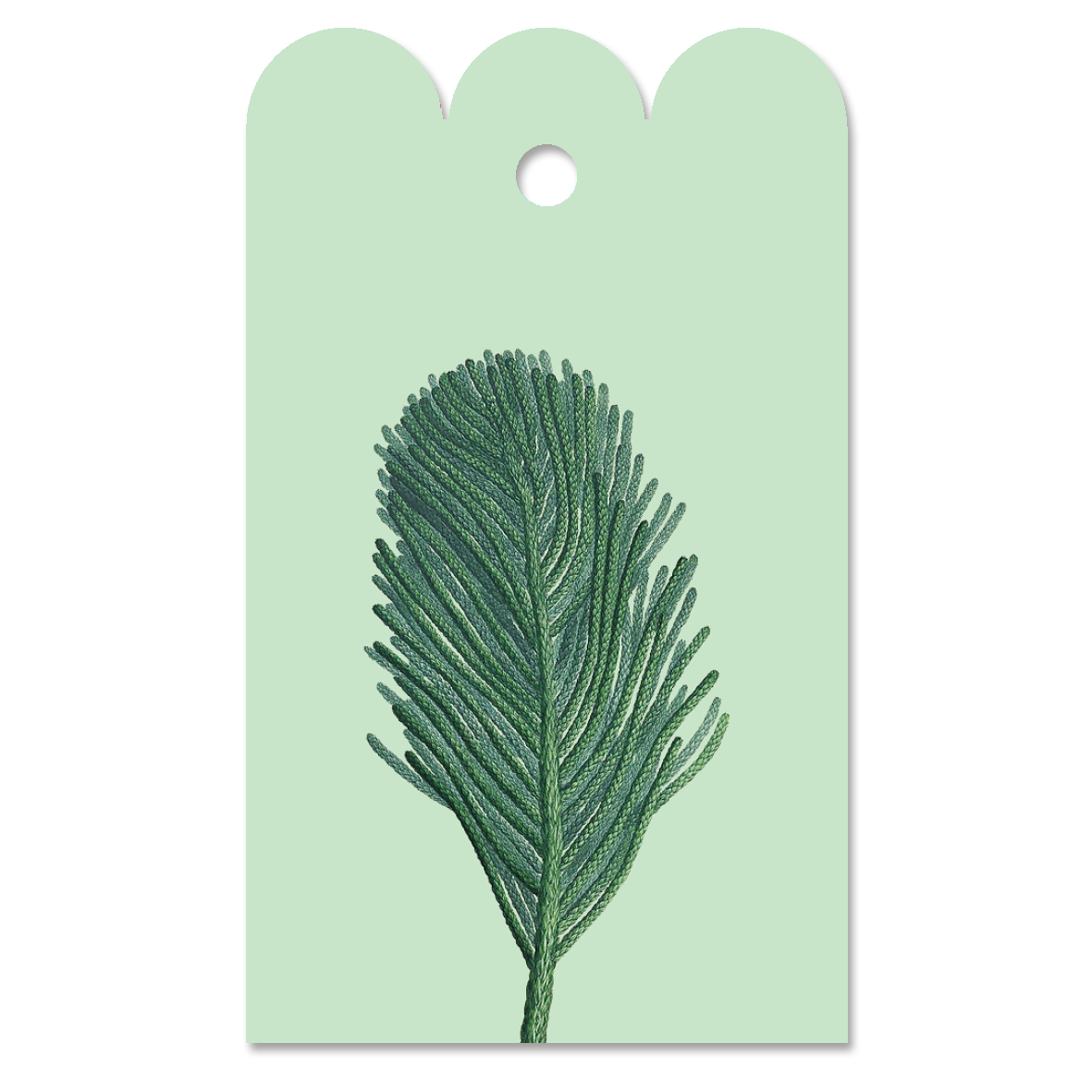 Gift Tag Auracaria 