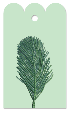 Gift Tag Auracaria 