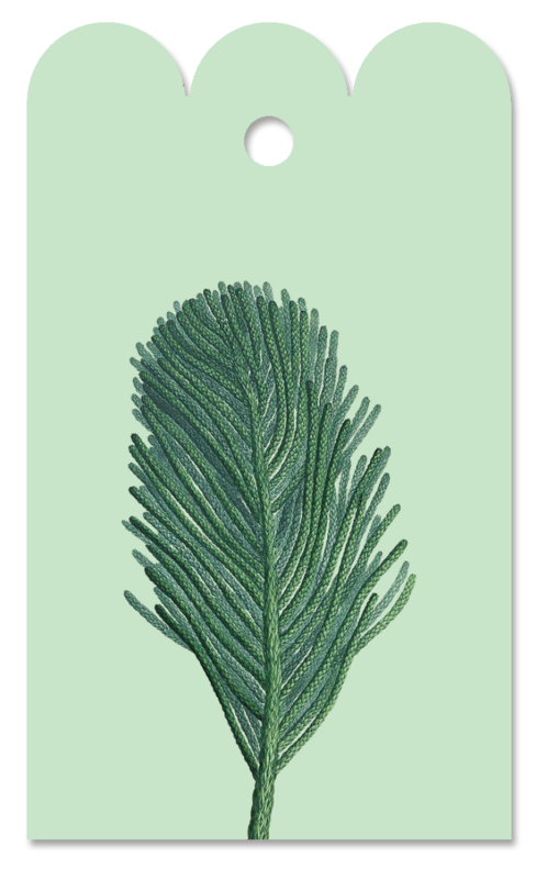 Gift Tag Auracaria 
