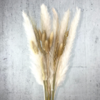 Boeket droogbloemen wit