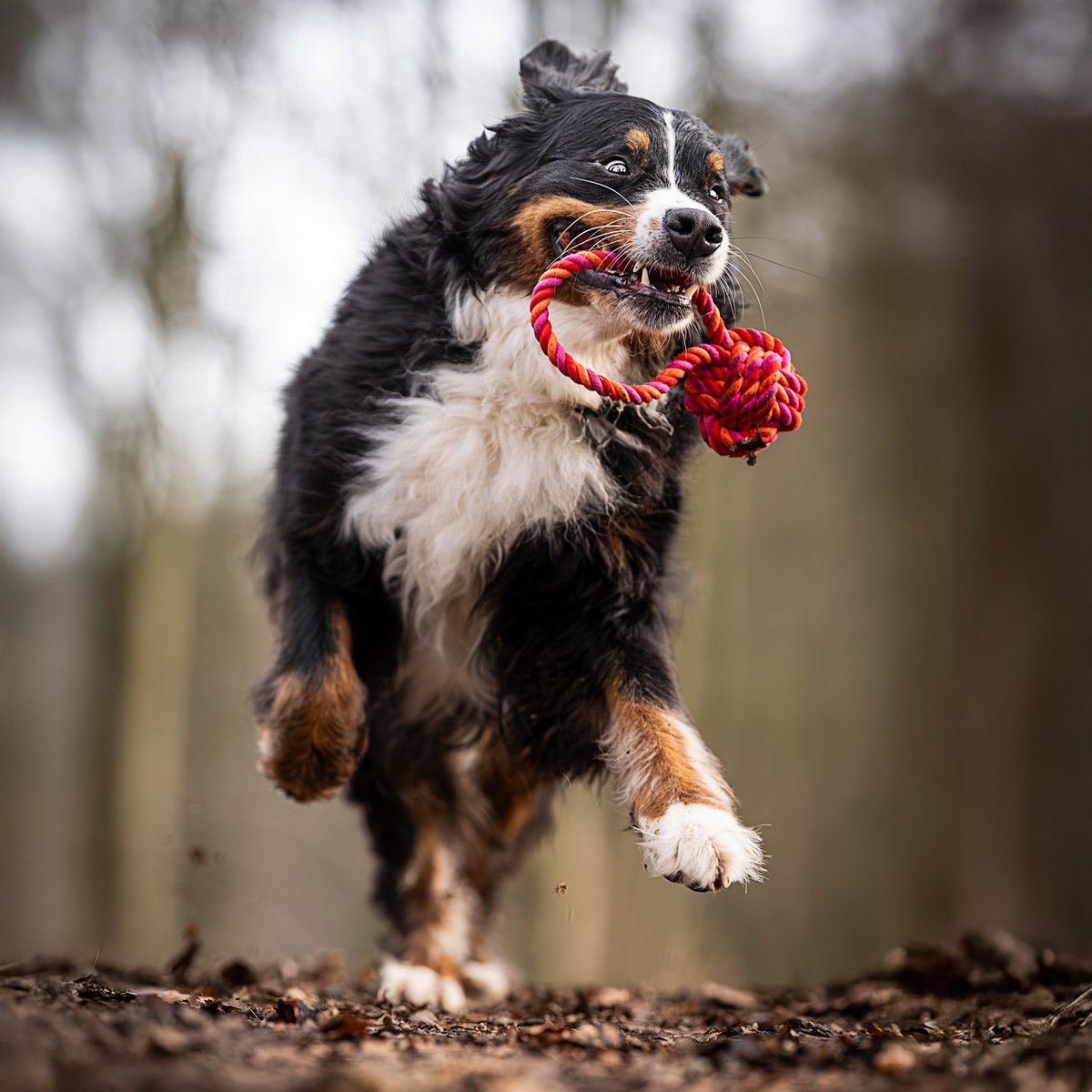 Maxi sling ball - cult toy for dogs