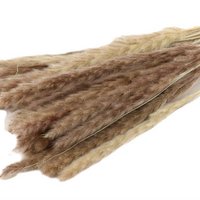 Flauschige Pampa - pro Bund - 70 cm - natürlich getrocknete Blüten