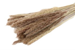 Fluffy pampas - per bunch - 70 cm - natural - dried flowers