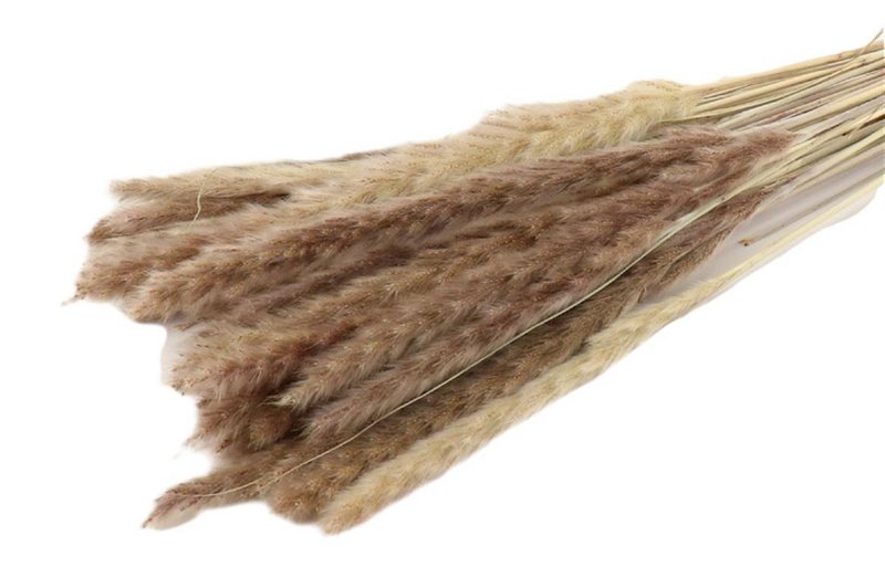 Pampa moelleuse - par bouquet - 70 cm - naturel - fleurs séchées
