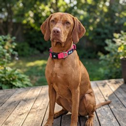 Waterproof collar Neon pink