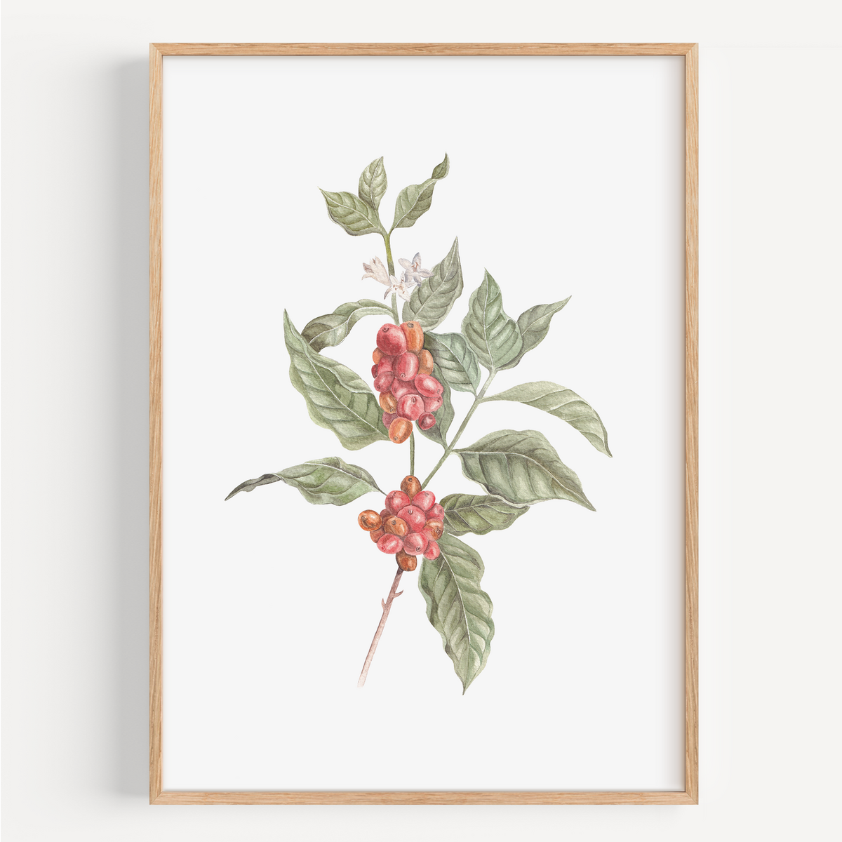 Fine Art Print - Kaffeepflanze