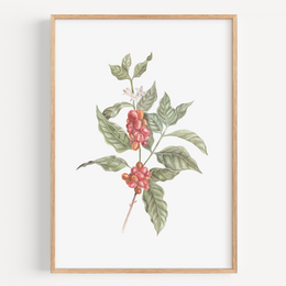 Fine art print featuring a botanical illustration of a coffee plant with red berries and green leaves.
