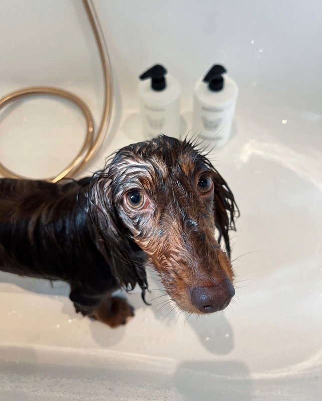 Følsom hundeshampoo