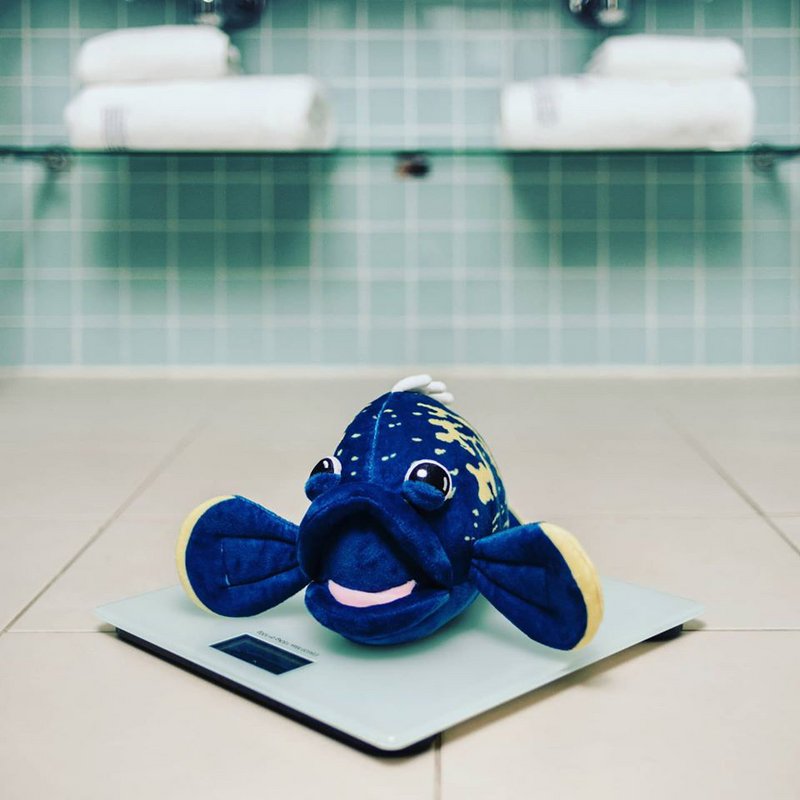 Cernia d'acqua dolce