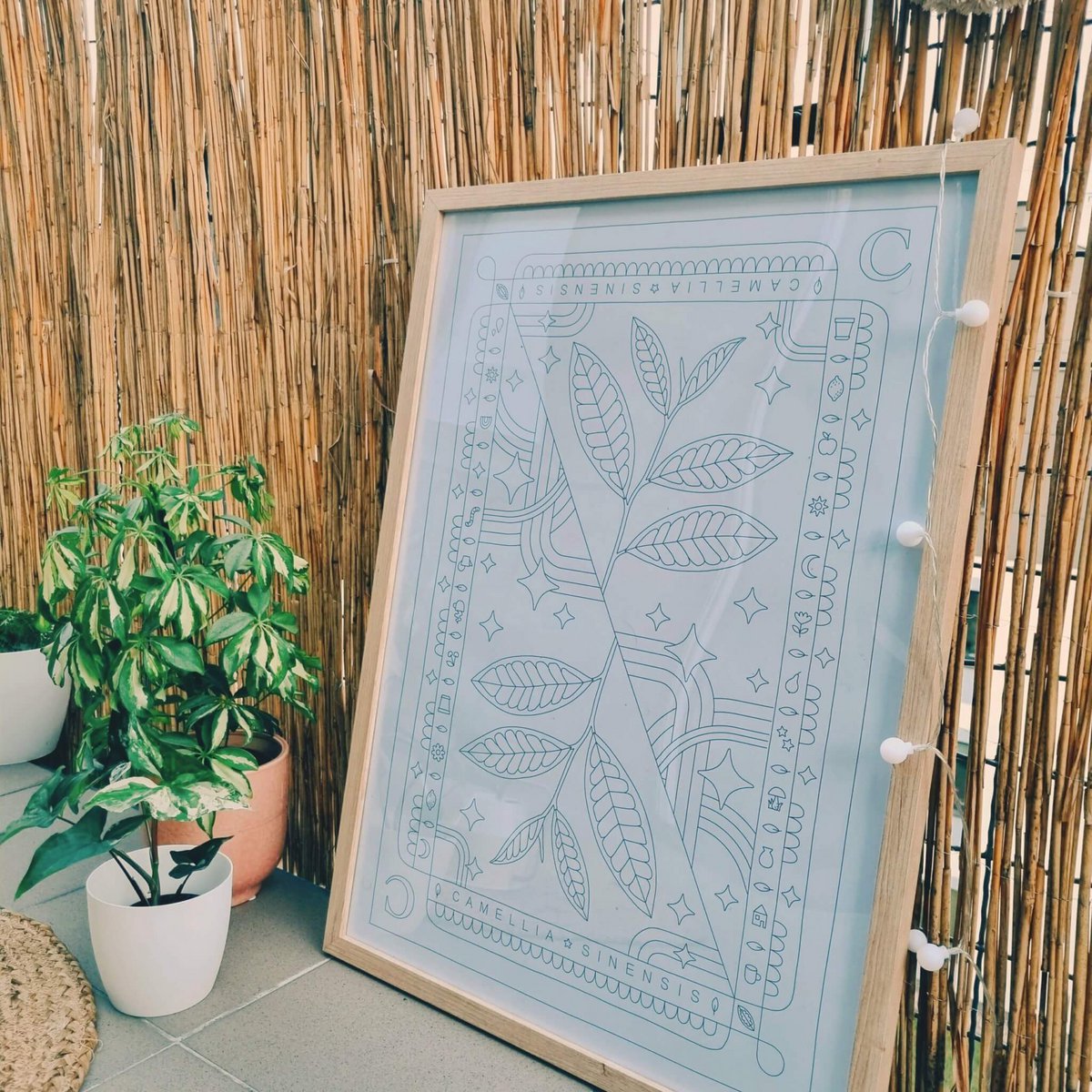 Camellia sinensis Farbplakat 50x70 cm