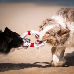 Rita reddingsboei - cultspeelgoed voor honden
