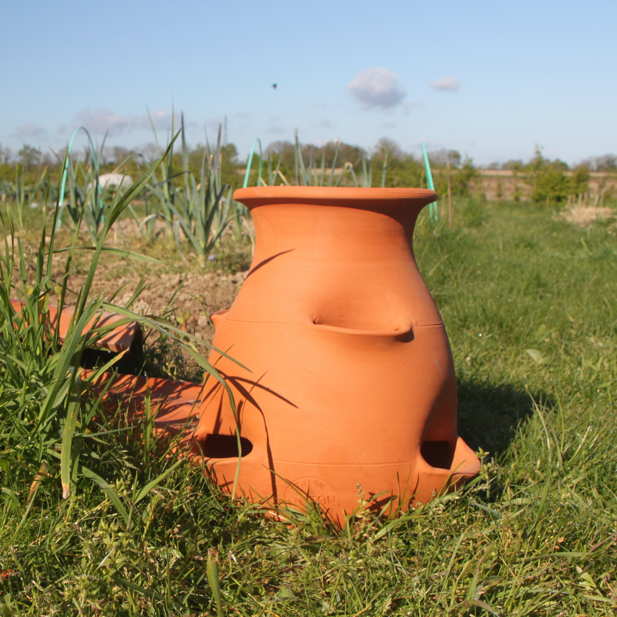 aardbeien boom