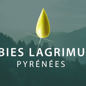 ABIES LAGRIMUS