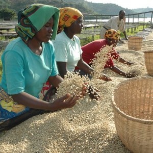 Virunga Coffee, Food & Beverages brand in Belgium