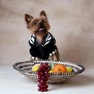 GentleDog, Home & Living brand in Spain