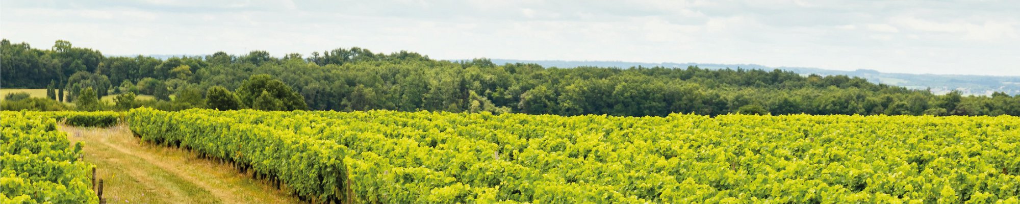 BOURGOIN COGNAC