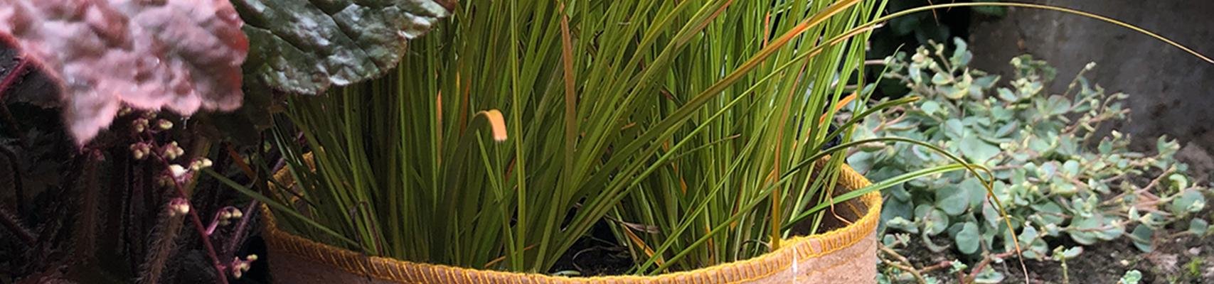 BagYourPlant