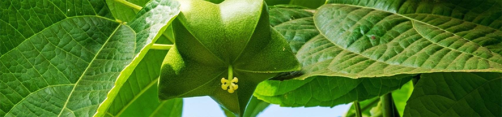 ESTHETICA PURE-NATURE