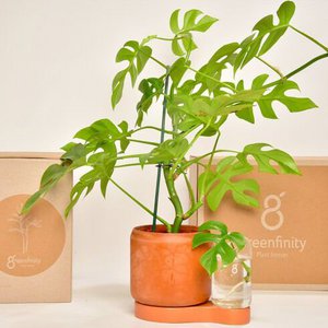 Greenfinity, Home & Living brand in Belgium