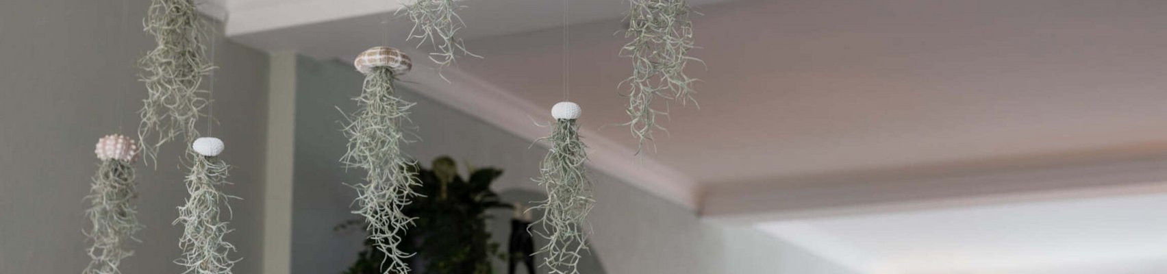 Airplantshop