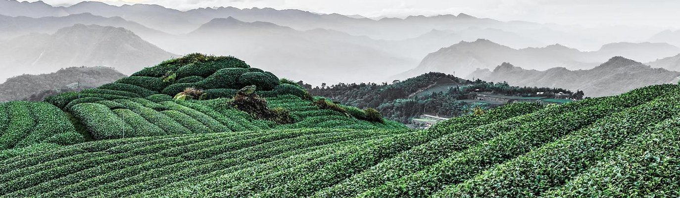 Deerland Tea