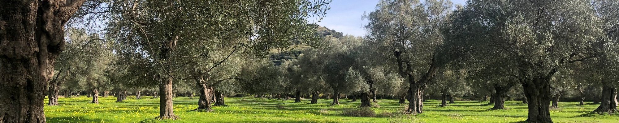 Le Colline