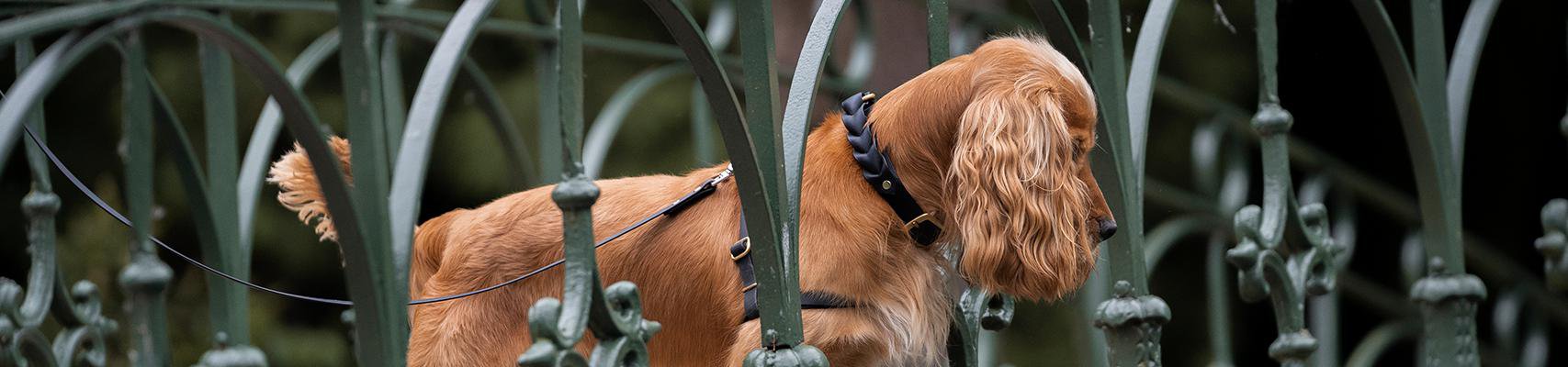 Lucky Leash