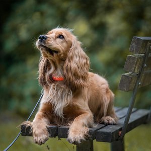 Lucky Leash, Home & Living brand in Belgium