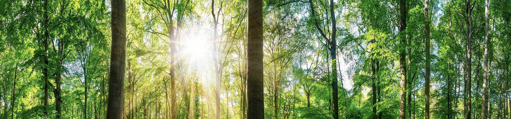 GREEN NATURE