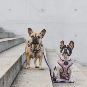 Fibi & Karl, Home & Living brand in Germany